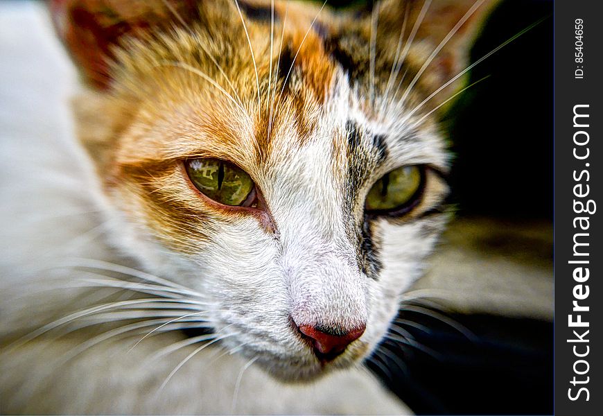 Portrait Of Calico Cat