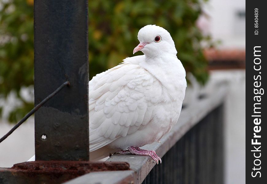 This sweet baby has been visiting my balcony every morning for the past few days now, cooing for attention... She/he seems quite sickly and lost. I can get close without it moving, but not touch it. I think it might be someone&#x27;s escaped pet, as it&#x27;s quite friendly and clean for a city bird. Been feeding it some grain, not sure what else I can do. This sweet baby has been visiting my balcony every morning for the past few days now, cooing for attention... She/he seems quite sickly and lost. I can get close without it moving, but not touch it. I think it might be someone&#x27;s escaped pet, as it&#x27;s quite friendly and clean for a city bird. Been feeding it some grain, not sure what else I can do.