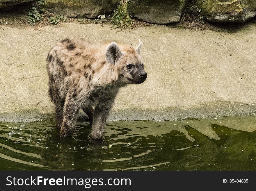 Gevelkte Hyena P1750347