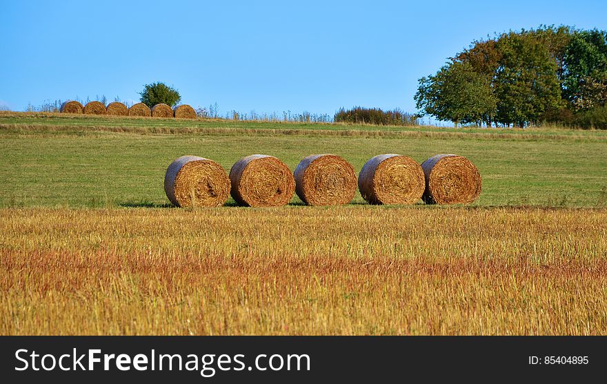 Round bales of cut hay on edge of field on sunny day. Round bales of cut hay on edge of field on sunny day.