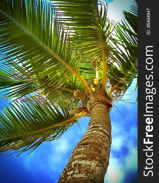 Palm tree detail with blue sky