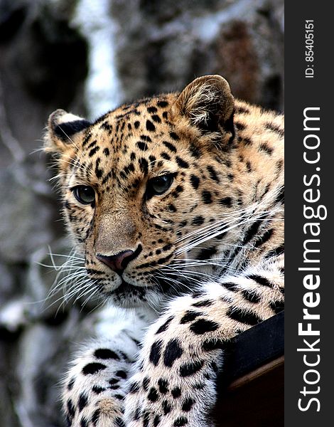 Focus Photography of Black and Brown Leopard Sitting