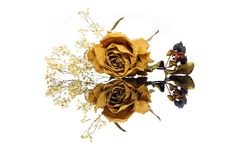 Withered Rose Stock Photography