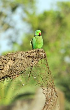 Green Parrot Royalty Free Stock Photography