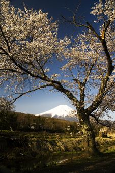 Sakura & Mt Fuji Stock Photos Sakura & Mt Fuji Stock Photos