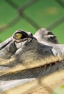 Crocodile Eye Stock Photography