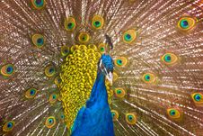 Peacock Royalty Free Stock Image