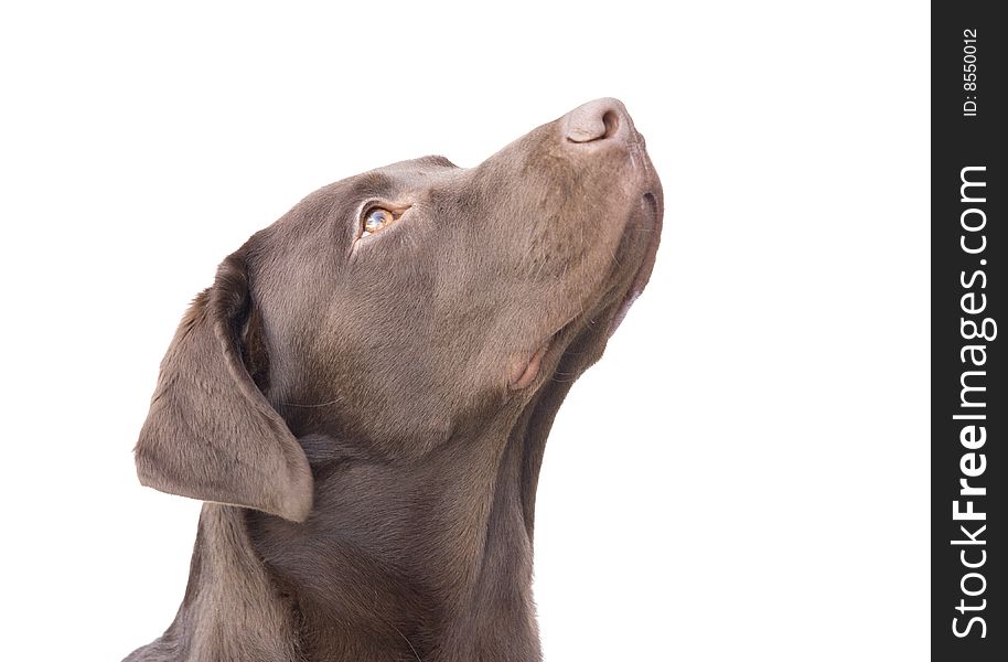 Puppy dog looking upwards (white background)