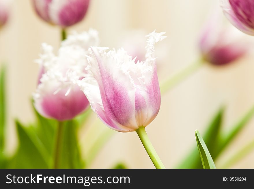 Light violet tulips as a background