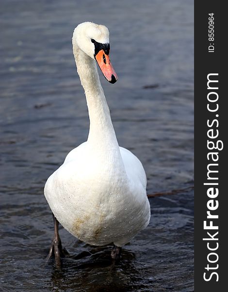 A beautiful Swan standing on the water.