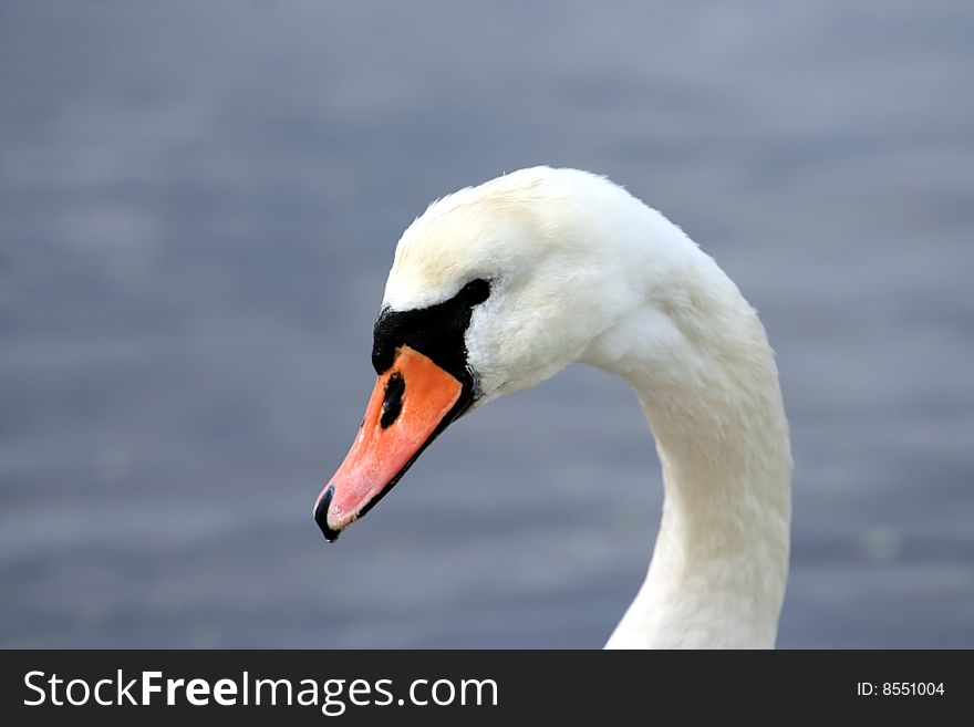 A portrait of a beautiful swan in the water