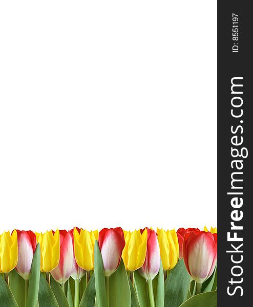 Colorful tulips isolated close up in studio
