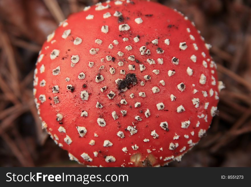 Picture of hat of Fly-agaric. Macro.