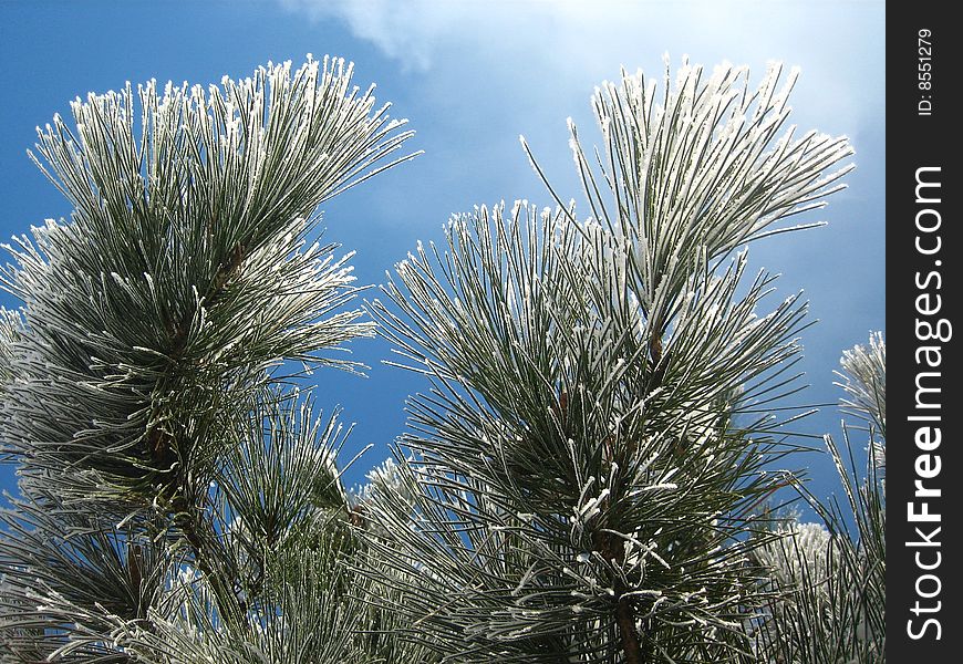 Pine tree covered with frost under blue sky. Pine tree covered with frost under blue sky