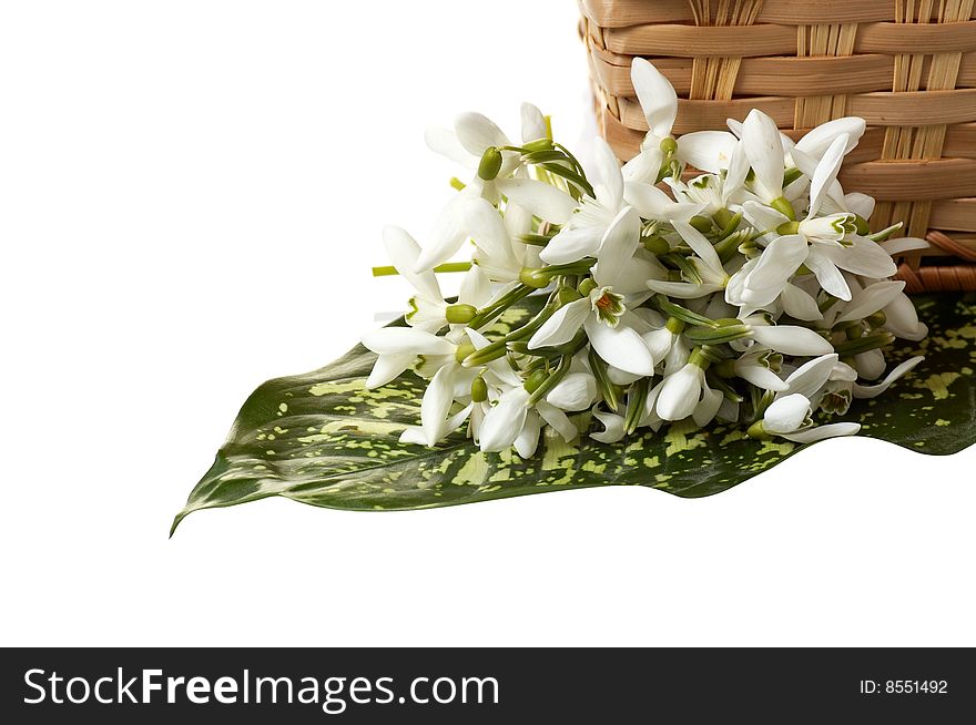 Snowdrop and green leaf near basket isolated on a white background. Snowdrop and green leaf near basket isolated on a white background.