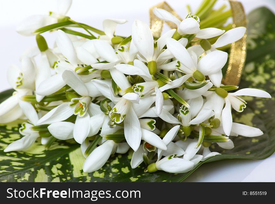 Wonderful bouquet of snowdrop  on a white background. Wonderful bouquet of snowdrop  on a white background.