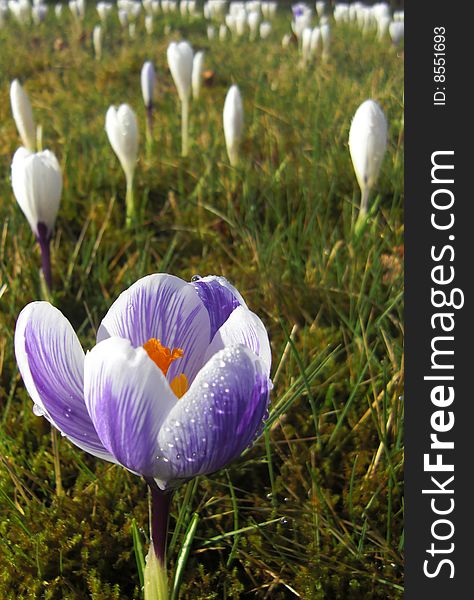 White with purple crocus covered with morning dew. White with purple crocus covered with morning dew