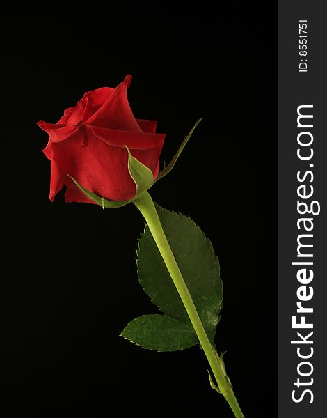 A single red rose on a black background.