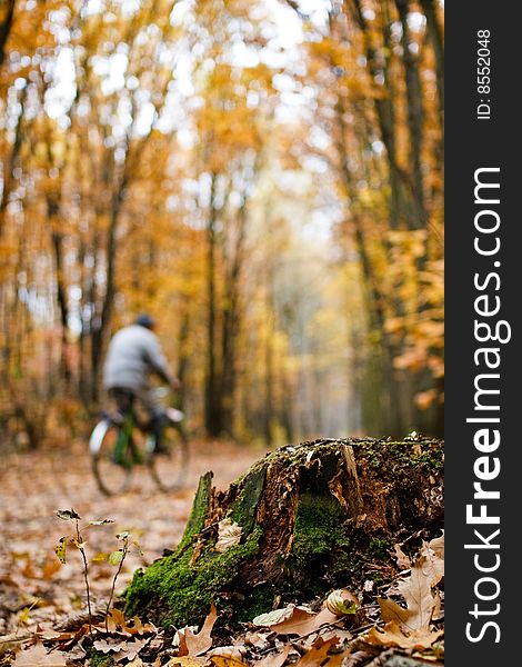 Autumn forest and lonely bicyclist