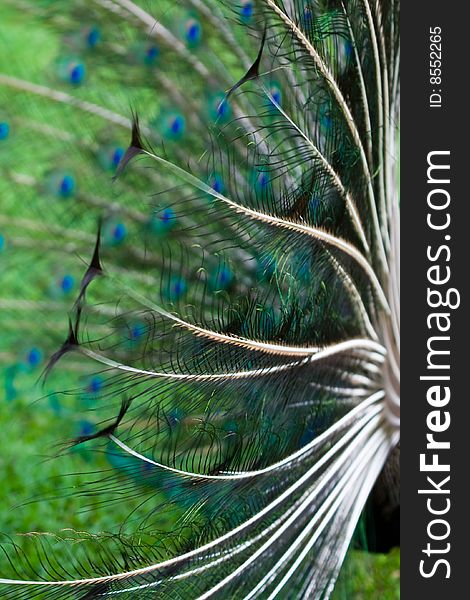 Peacock showing off his wings. Peacock showing off his wings.