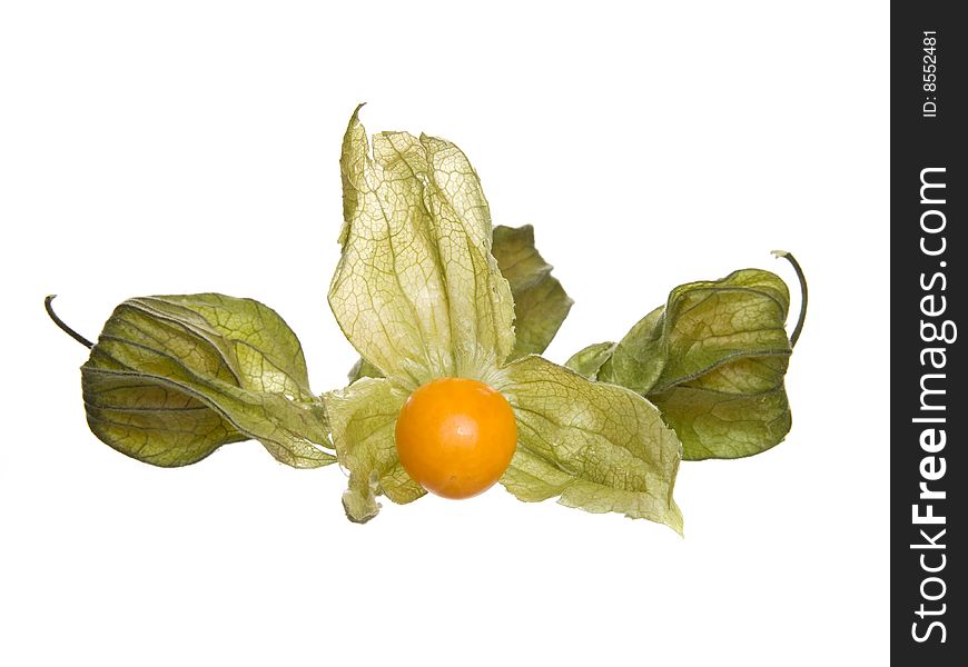 Physalis fruit on a white background. berry