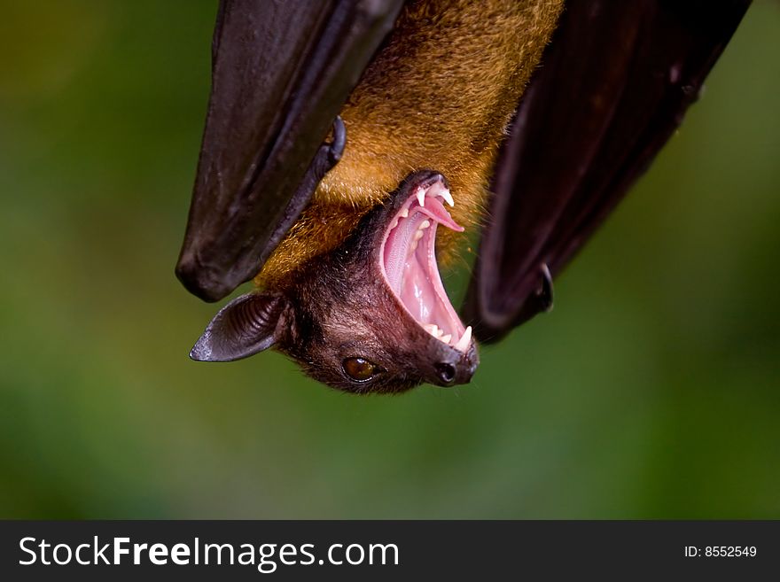 A bat hanging from it's cave while yawning. A bat hanging from it's cave while yawning.