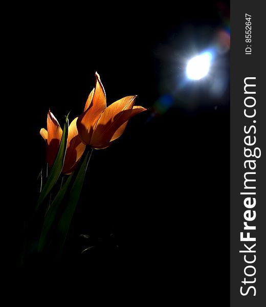 Orange tulips illuminated by moon light in night. Orange tulips illuminated by moon light in night