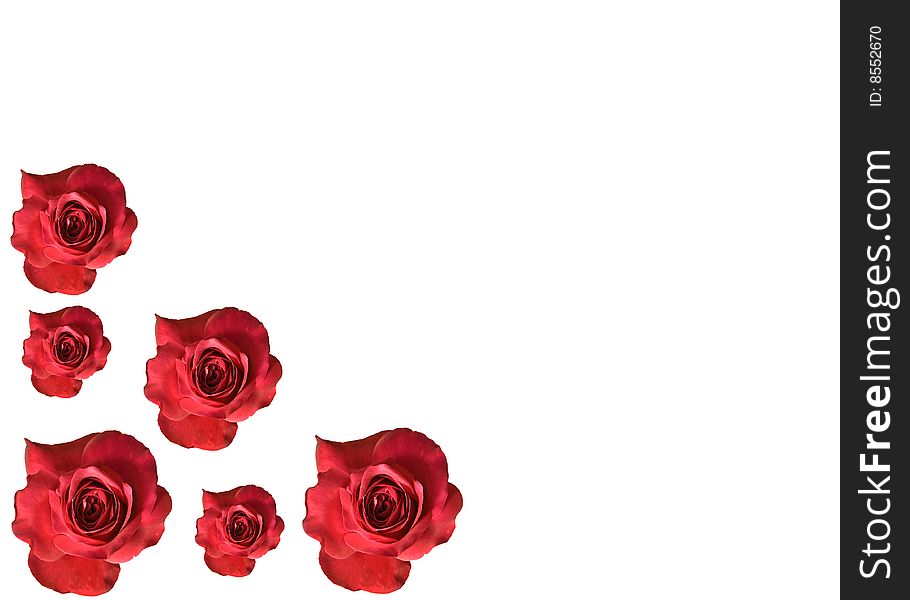 Red roses flower blossoms isolated on white background. Red roses flower blossoms isolated on white background