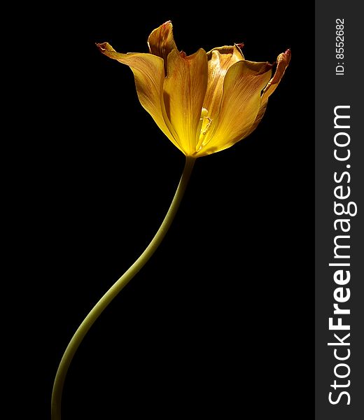 One orange tulip on black background isolated