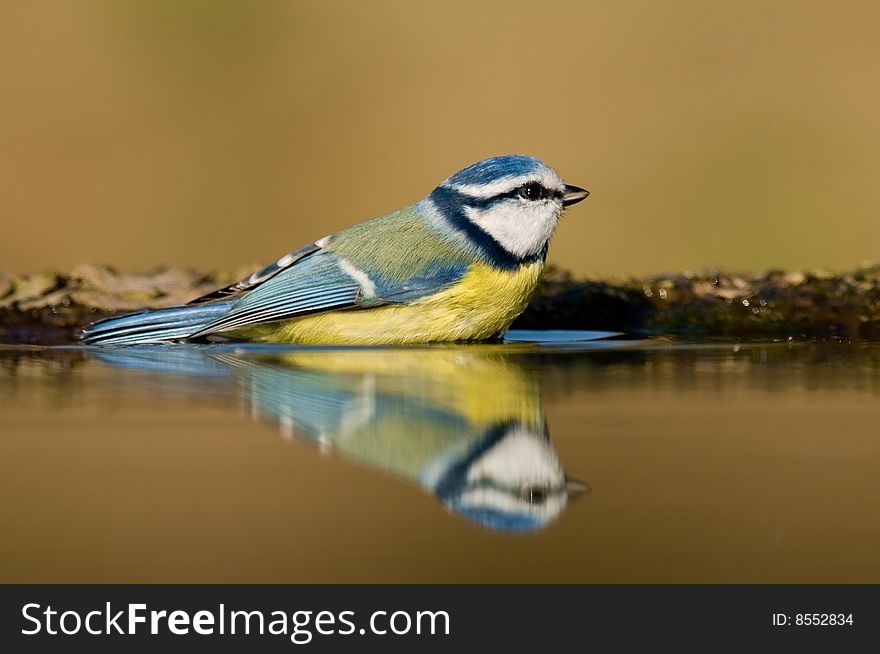 Blue tit having bath and reflecting in water
