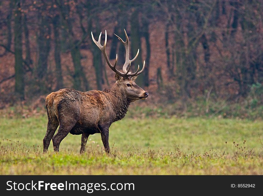 Red deer stags on a meadow