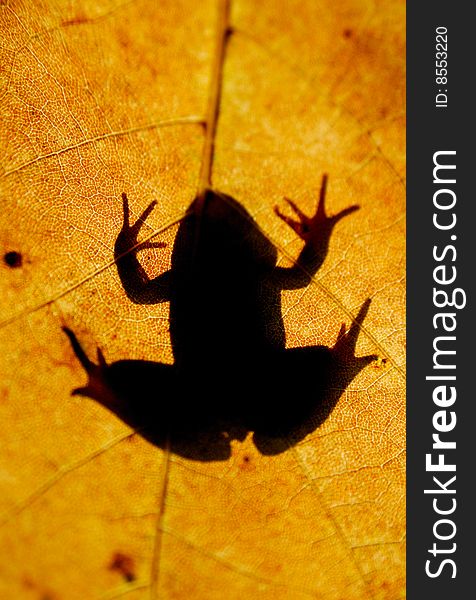 Frog's silhouette on fall yellow leaf