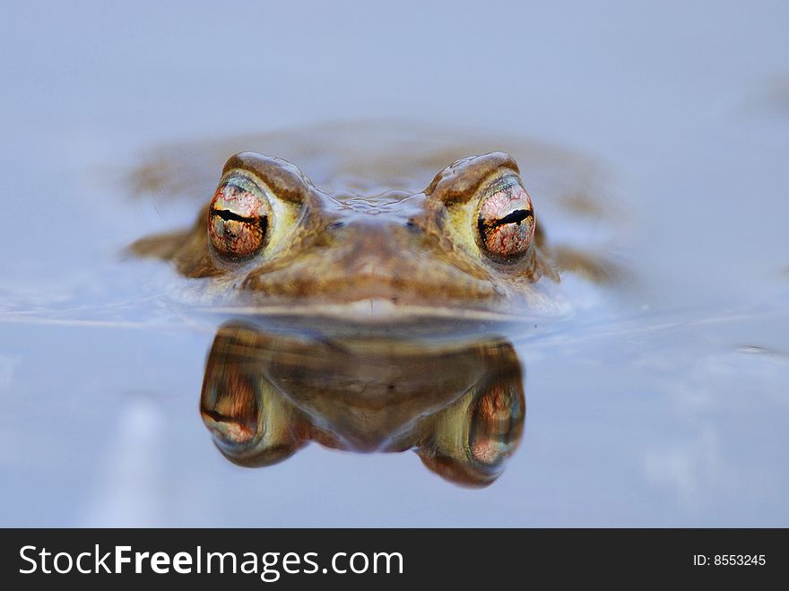 Frogs eyes reflecting in water