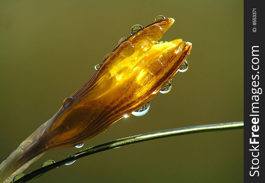 Water drops on yellow flower