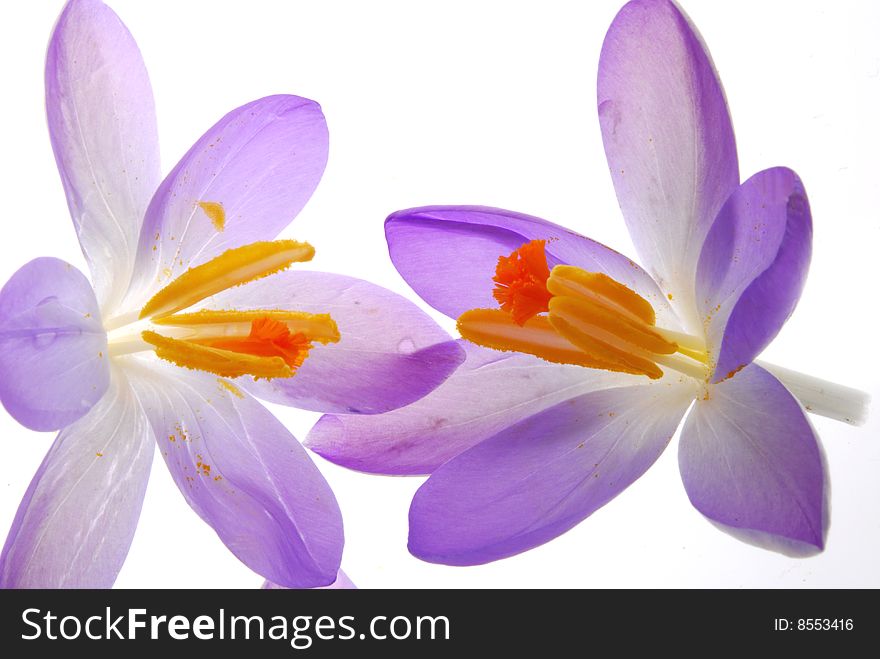 Close up image of blue crocus flowers. Close up image of blue crocus flowers