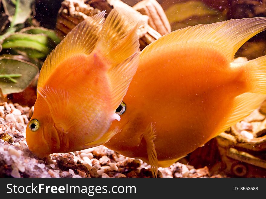 Beautiful two parrotfish in aquarium
