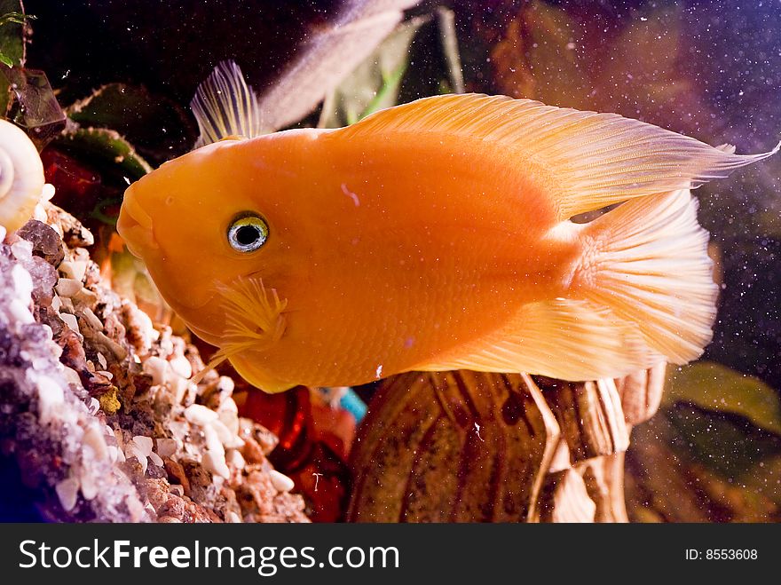 Beautiful parrotfish in aquarium