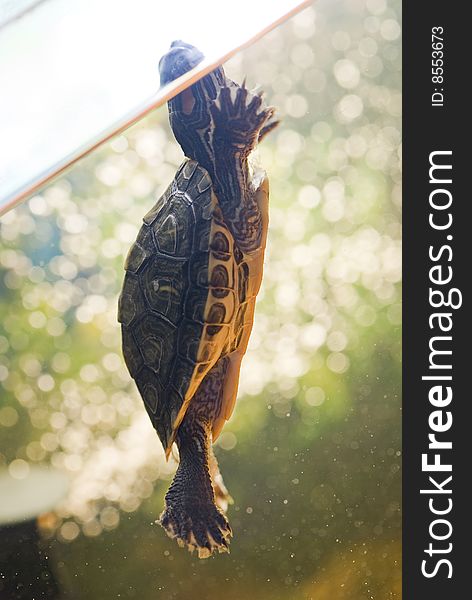 Red ear turtle in aquarium