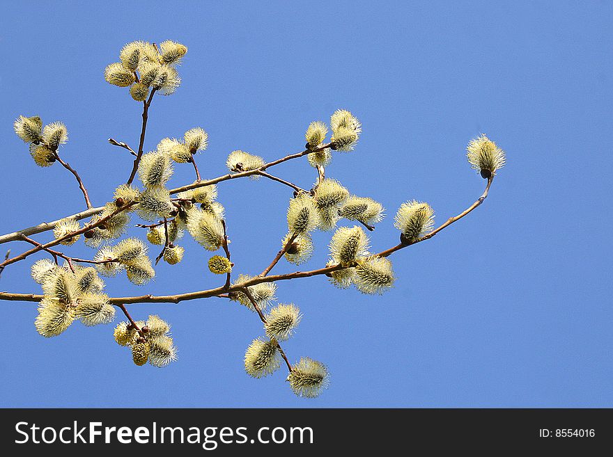 Metaphor - first signs of beginning spring. Metaphor - first signs of beginning spring