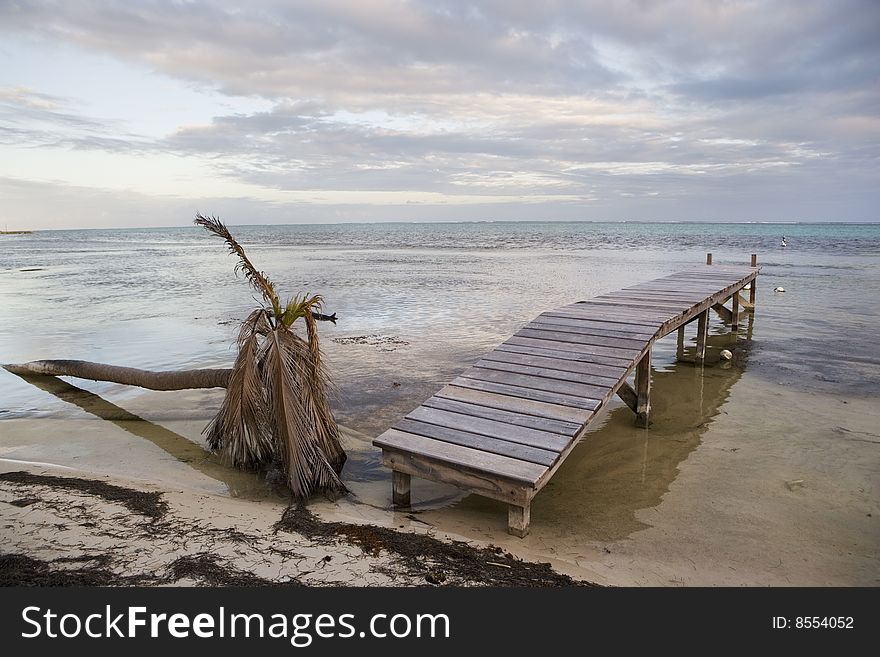 Fallen Palm And Pier At Sunset