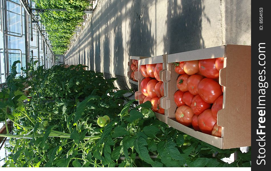 Hothouse for growing of tomatoes.