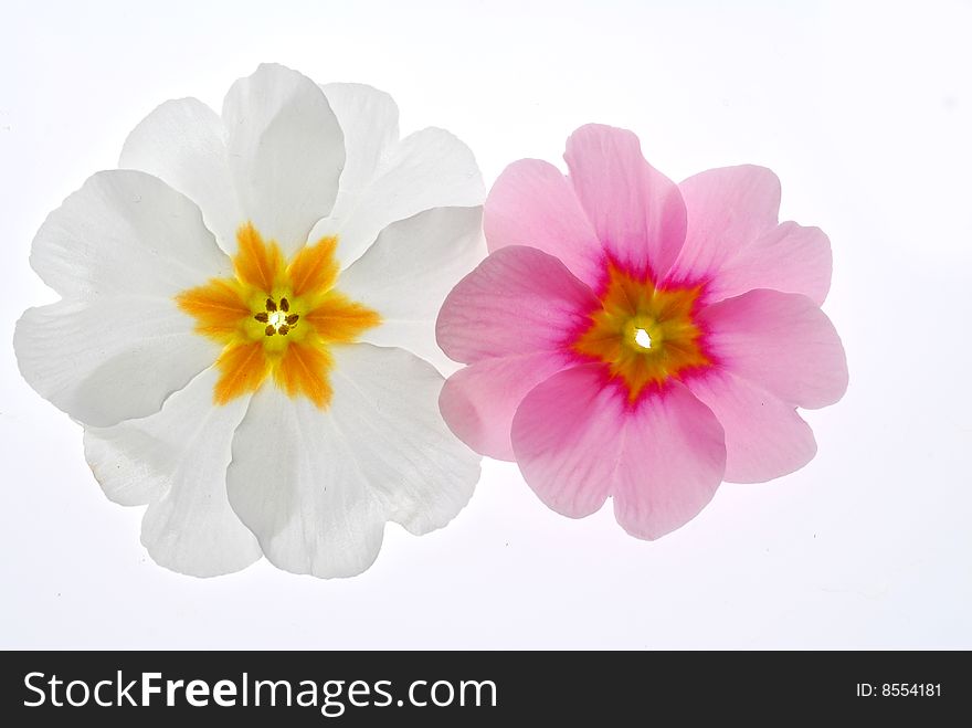 White and pink primula flowers on light box