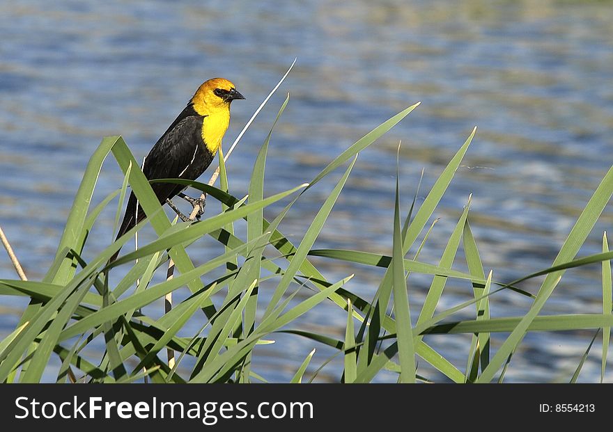 Yellow-headed Blackbird