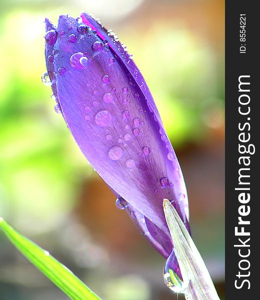 Water droplets on blue flowers