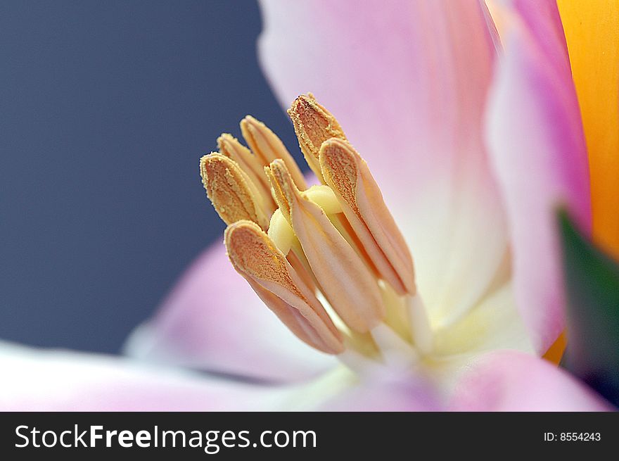 Close up center of a pink tulip. Close up center of a pink tulip