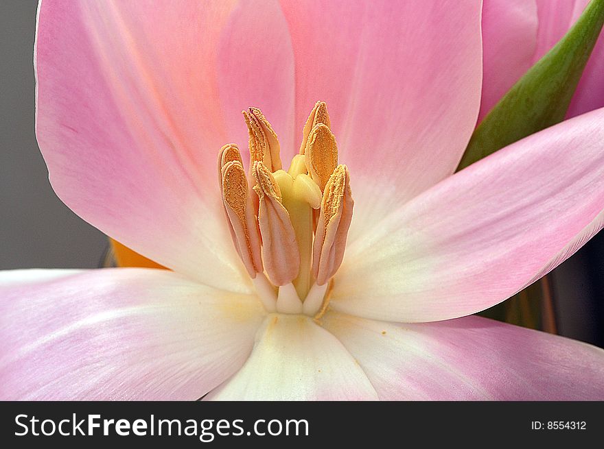 Close up center of a pink tulip. Close up center of a pink tulip