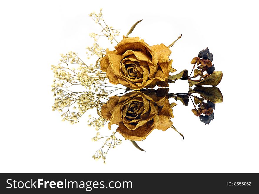 Close up of withered rose with reflection over white background.