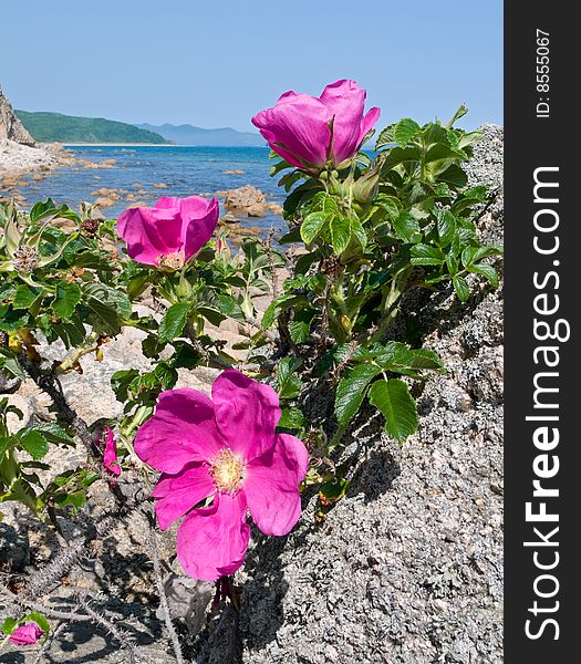 A blooming brier on rock at sea. Japanese sea. A blooming brier on rock at sea. Japanese sea.