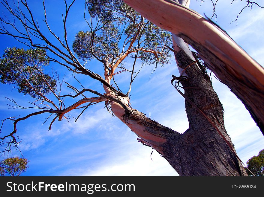 A eucalyptus tree in the Murray-Sunset National Park (Mallee Desert, Australia). A eucalyptus tree in the Murray-Sunset National Park (Mallee Desert, Australia).