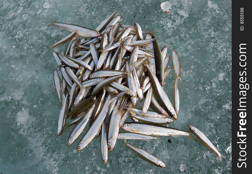 A winter fishing of a smelt. A close-up of a catch of fish on ice. Russian Far East, Primorye. A winter fishing of a smelt. A close-up of a catch of fish on ice. Russian Far East, Primorye.